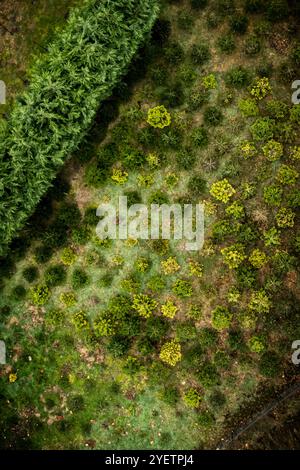 HEYTHUYSEN - Un drone shot di un campo di alberi di Natale in una fattoria di alberi di Natale. ANP ROB ENGELAAR netherlands Out - belgio Out Foto Stock