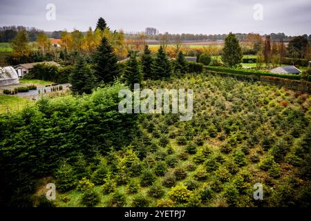 HEYTHUYSEN - Un drone shot di un campo di alberi di Natale in una fattoria di alberi di Natale. ANP ROB ENGELAAR netherlands Out - belgio Out Foto Stock