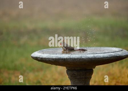 Cardinale donna che fa il bagno in vasca per uccelli con goccioline d'acqua nell'aria. Foto di alta qualità Foto Stock