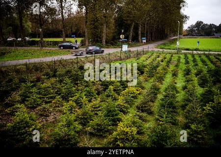 HEYTHUYSEN - Un drone shot di un campo di alberi di Natale in una fattoria di alberi di Natale. ANP ROB ENGELAAR netherlands Out - belgio Out Foto Stock