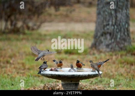 Il Robin americano in volo con le ali sparse ampie terre sul bagno degli uccelli con altri uccelli. Foto di alta qualità Foto Stock