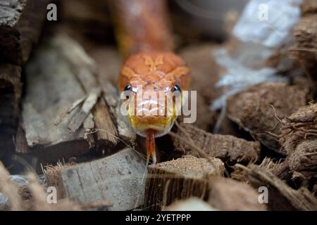 Ritratto di un serpente di mais Foto Stock