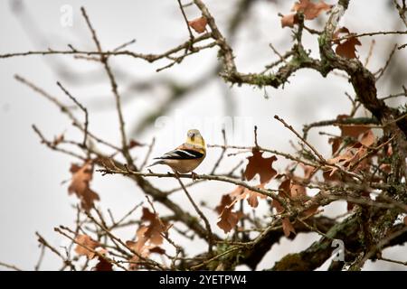 Goldfinch americano maschile arroccato in una quercia rossa del texas in autunno. Foto di alta qualità Foto Stock