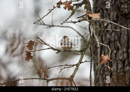 Goldfinch americano maschile arroccato in una quercia rossa del texas in autunno. Foto di alta qualità Foto Stock