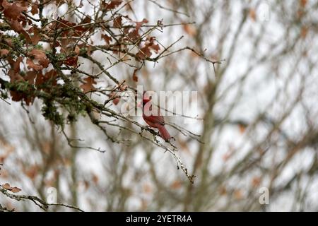 Cardinale maschio rosso arroccato in quercia rossa del Texas sullo sfondo arancione dell'autunno inverno. Foto di alta qualità Foto Stock