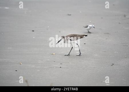 Willet cammina su una spiaggia sotto il cielo nuvoloso. Foto di alta qualità Foto Stock