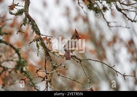 Avvisa Cardinale donna arroccata nell'albero di quercia del Texas su uno sfondo arancione autunnale. Foto di alta qualità Foto Stock