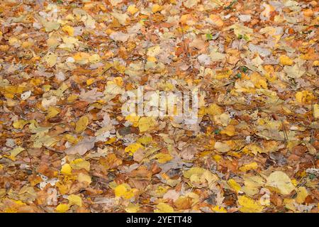 Foglie autunnali, sfondo vivace e colorato. Autunno d'oro, autunno in un parco nella città di Gniezno, Polonia. Foto Stock