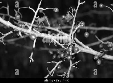 Boscaglia di biancospino in autunno. Rami senza foglie, bacche. Immagine in bianco e nero. Foto Stock