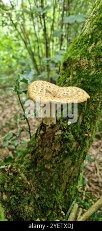 Fungo che cresce sugli alberi nel Peak District, Inghilterra nordoccidentale Foto Stock