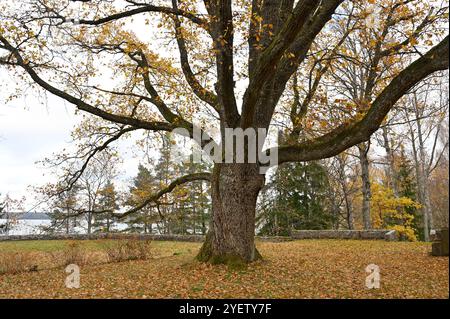 Questa immagine cattura un albero maestoso nel tardo autunno, i suoi spessi rami che si estendono ampiamente con una copertura sparsa di foglie dorate e marroni. Il grou Foto Stock