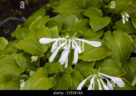 I cespugli di osta fioriti. Hosta - una pianta ornamentale per il disegno di giardino e di parco paesaggistico. Nome della famiglia Asparagaceae, nome scientifico Hosta planta Foto Stock