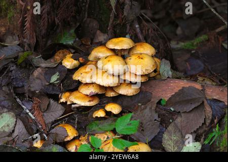 Pholiota giallo limone (Pholiota limonella) - funghi che iniziano a decadere. Foto Stock