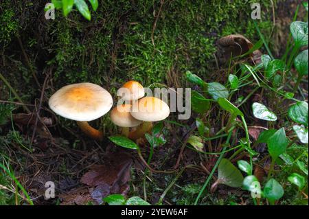 Funghi ciuffi di zolfo o amanti del legno raggruppati (Hypholoma fasciculare) che crescono in foglie e muschio in decomposizione. Foto Stock