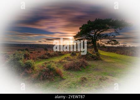 Tramonto su un pino solistico a Bratley View durante l'autunno nel New Forest National Park in Hampshire, Inghilterra, Regno Unito Foto Stock