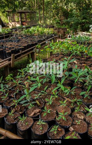 Vivaio con piantine per il rimboschimento della foresta atlantica in Brasile Foto Stock