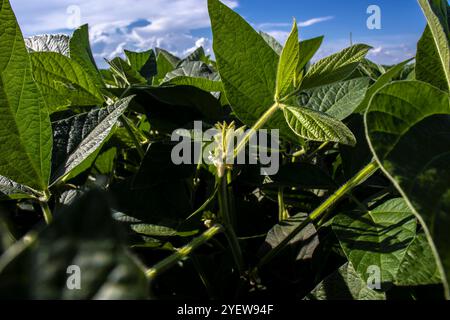 Inizio della fioritura di una piantagione di soia in un'azienda agricola in Brasile Foto Stock