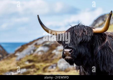 Ritratto del bestiame delle Highland dalle corna nere che pascolano in un paesaggio costiero sull'isola di Harris nelle Ebridi esterne, in Scozia Foto Stock