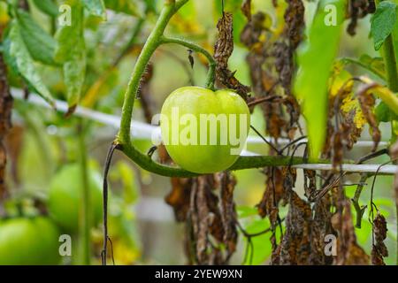 Pomodori verdi nella serra. Agricoltura biologica Foto Stock