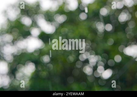 Blur natural green leaves bokeh background. Green bokeh abstract blur background. Blurry background Foto Stock