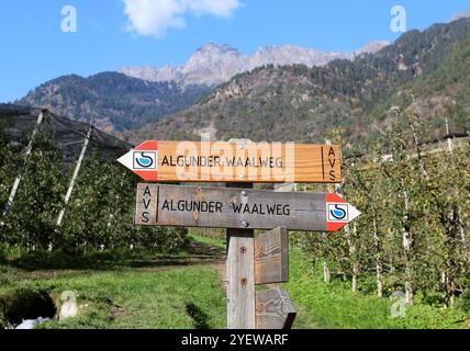 Algund, Südtirol, Italien 30. Ottobre 2024: Ein Herbsttag bei Algund, Lagundo bei Merano. Hier der Blick auf Wegweiser, Schilder mit dem Schriftzug Algunder Waalweg, im Hintergrund thront der Tschigat, Wandern, spazieren, Tourimsus *** Algund, alto Adige, Italia 30 ottobre 2024 una giornata autunnale nei pressi di Algund, Lagundo nei pressi di Merano qui la vista dei cartelli, cartelli con la scritta Algunder Waalweg, le torri di Tschigat sullo sfondo, escursioni, passeggiate, Tourimsus Foto Stock