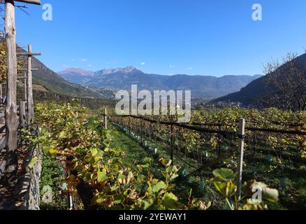 Algund, Südtirol, Italien 30. Ottobre 2024: Ein Herbsttag bei Algund, Lagundo bei Merano. Hier der Blick vom Algunder Waalweg auf Weinreben, den Meraner Talkessel und dem Ifinger im Hintergrund, vagabondo, spazieren **** Algund, alto Adige, Italia 30 ottobre 2024 una giornata autunnale nei pressi di Algund, Lagundo nei pressi di Merano qui la vista dal sentiero dei vigneti Lagundo Lagundo Lagundo Lagunder Waalweg, il bacino di Merano e l'Ifinger sullo sfondo, camminando, camminando, camminando Foto Stock