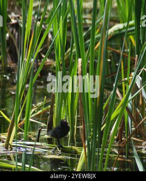 Young coot in un'immagine in stile ritratto in piedi su canne galleggianti e con uno sfondo di canne Foto Stock