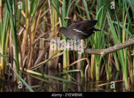 Moorhen offre una chiara vista laterale arroccata su un ramo con sfondo colorato di canne e con acqua sotto l'uccello Foto Stock