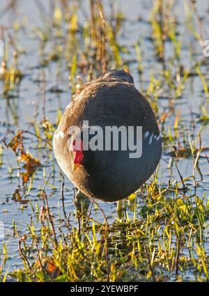 Moorhen in primo piano mentre emerge dall'acqua tra la vegetazione ed è evidenziata dal basso sole invernale Foto Stock