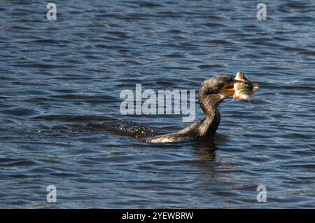 Cormorano con pesci stretti nel becco in buona luce e con gli occhi sia degli uccelli che delle catture chiaramente visibili Foto Stock