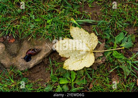 Momenti delicati: Gocce di rugiada su foglia gialla con lumaca da giardino Foto Stock