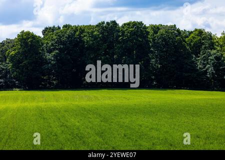 Fattoria Amish sul picco verde dell'estate nella contea di Mecosta, Michigan, Stati Uniti Foto Stock