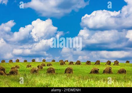 Shock di grano Amish impilati per l'essiccazione del grano nella contea di Mecosta, Michigan, Stati Uniti Foto Stock