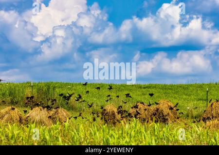 Stormo misto di uccelli neri con shock di grano Amish impilati per essiccare il grano nella contea di Mecosta, Michigan, Stati Uniti Foto Stock