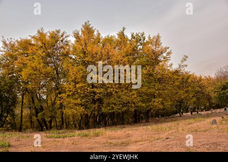 Srinagar, India. 1 novembre 2024. Vista di alberi colorati durante la stagione autunnale alla periferia di Srinagar, la capitale estiva di Jammu e Kashmir. (Foto di Saqib Majeed/SOPA Images/Sipa USA) credito: SIPA USA/Alamy Live News Foto Stock