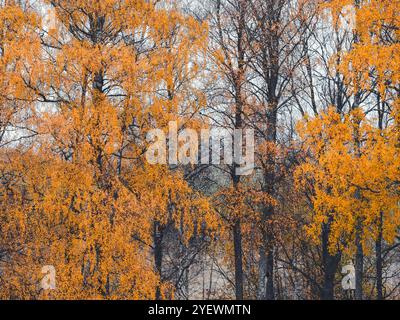 Le foglie di betulla dorata-arancione dominano il paesaggio, mostrando il fascino dell'autunno in Svezia, mentre gli alberi si ergono alti su uno sfondo tenue. Foto Stock