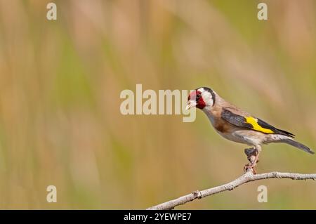 Piccolo uccello colorato arroccato su un ramo d'albero. Sfondo sfocato. Copia spazio. goldfinch europeo, Carduelis carduelis. Foto Stock