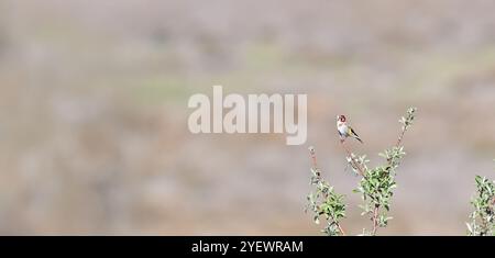 Piccolo uccello colorato arroccato su un ramo d'albero. Lo sfondo è sfocato. Spazio di scrittura, per poster. goldfinch europeo, Carduelis carduelis. Foto Stock