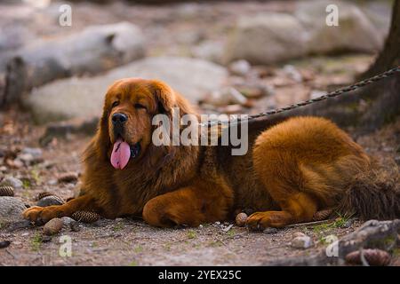 Un profondo mastino tibetano rivestito di rosso giace nel bosco, la sua morbida pelliccia che contrasta con il verde degli alberi, creando un ambiente sereno e naturale. Foto Stock