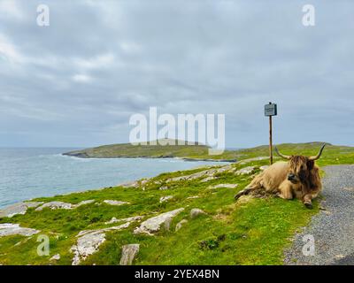 Brown ha ornato il bestiame delle Highland accanto a una strada costiera sull'Isola di Harris, Ebridi esterne, Scozia Foto Stock