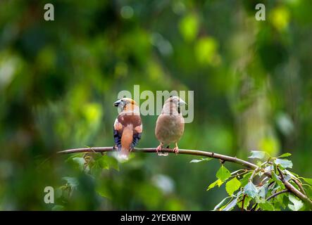 coppia di uccelli grosbeaks femminili e maschili seduti uno accanto all'altro nel giardino primaverile Foto Stock