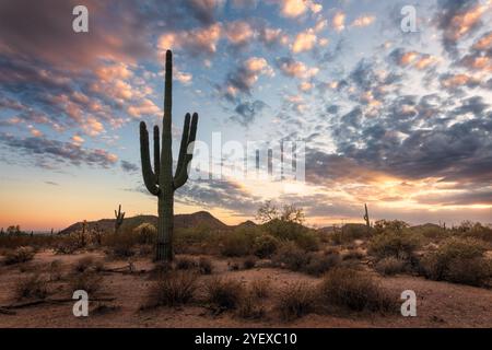 Cactus di Saguaro al tramonto in un paesaggio panoramico nel deserto dell'Arizona Foto Stock