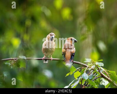 coppia di uccelli grosbeaks femminili e maschili seduti uno accanto all'altro nel giardino primaverile Foto Stock