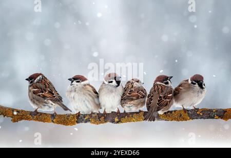 stormo di passeri di uccelli seduti su una diramazione in un parco invernale di capodanno sotto la neve che cade Foto Stock