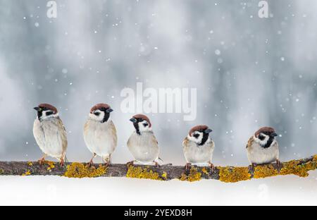 stormo di passeri di uccelli seduti su una diramazione in un parco invernale di capodanno sotto la neve che cade Foto Stock