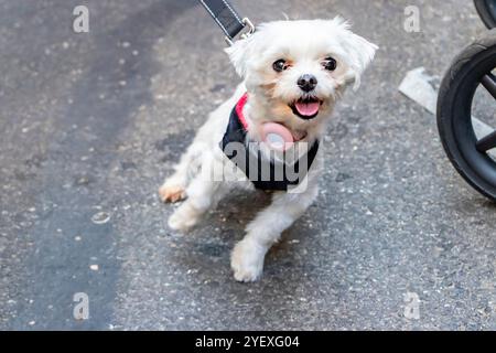 Un simpatico cane vestito con divertenti passeggiate in costume, un vivace evento all'aperto o una sfilata di cani, catturando l'atmosfera festosa Foto Stock