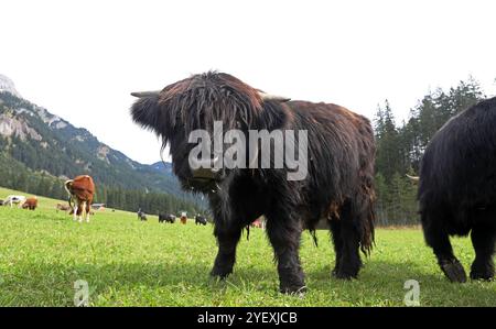 Una giovane mucca scozzese delle Highland o Kyloe sulle montagne dell'Austria Foto Stock