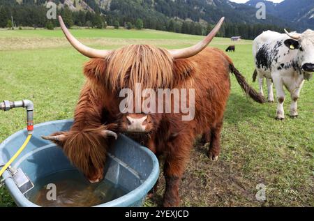 Una femmina di bovini rossi delle Highland scozzesi con acqua potabile per il vitello Foto Stock