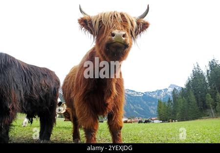 Una giovane mucca scozzese delle Highland o Kyloe sulle montagne dell'Austria Foto Stock