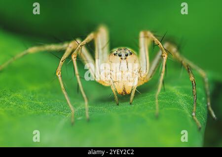 Primo piano di un ragno lince in piedi su una foglia verde vibrante, che mostra le sue caratteristiche intricate e le gambe delicate, la macro fotografia e non hanno gene Foto Stock